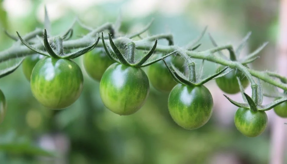 Green Tomatoes