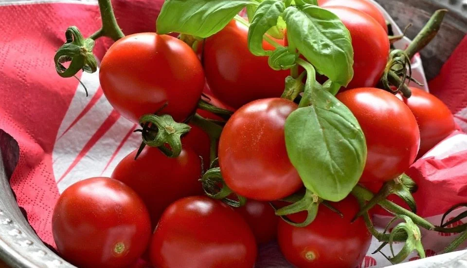 Tomatoes
